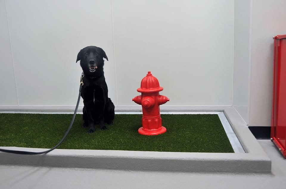 Harry Reid International Airport (LAS) Pet Relief Areas
