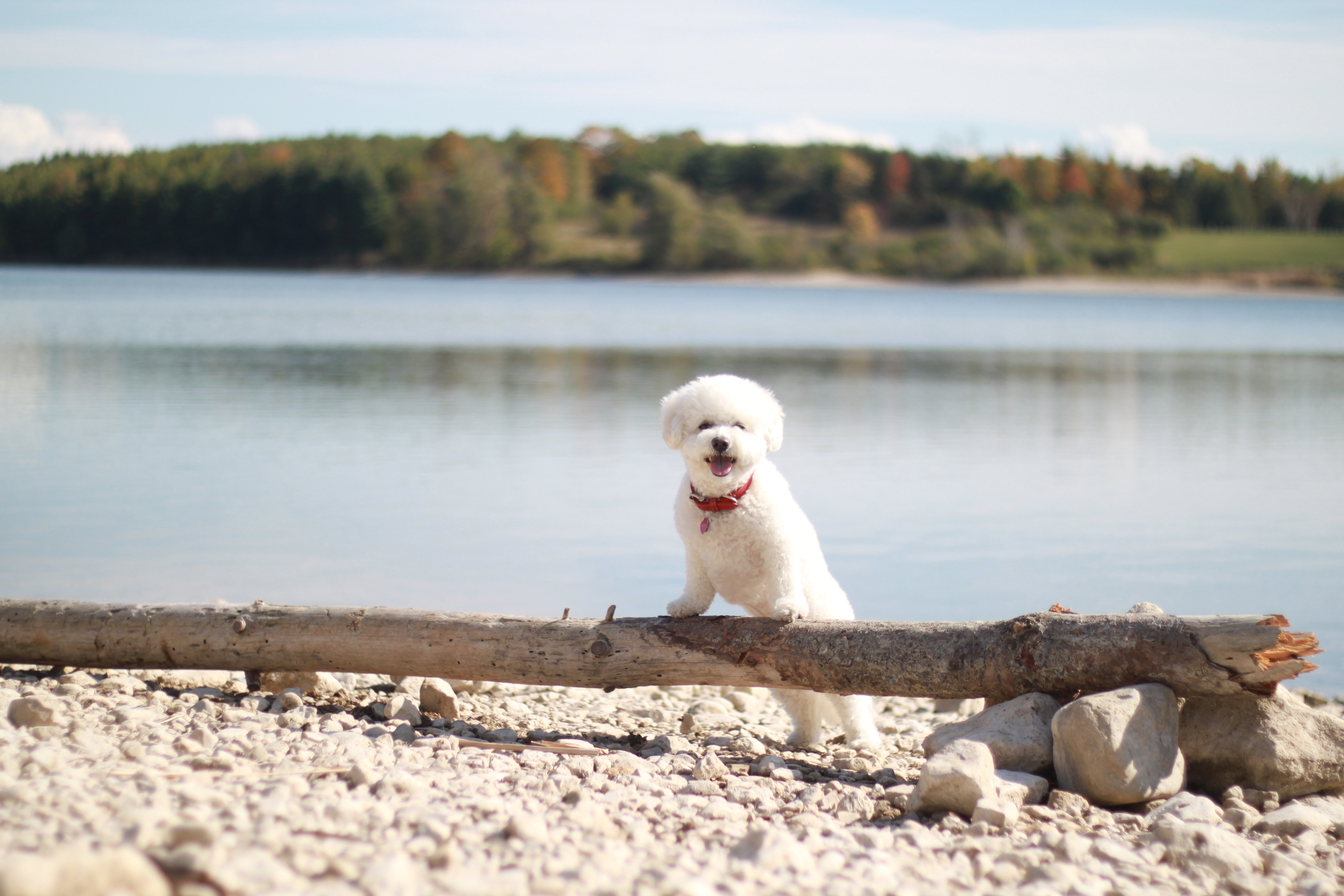 Dog Beaches Canada
