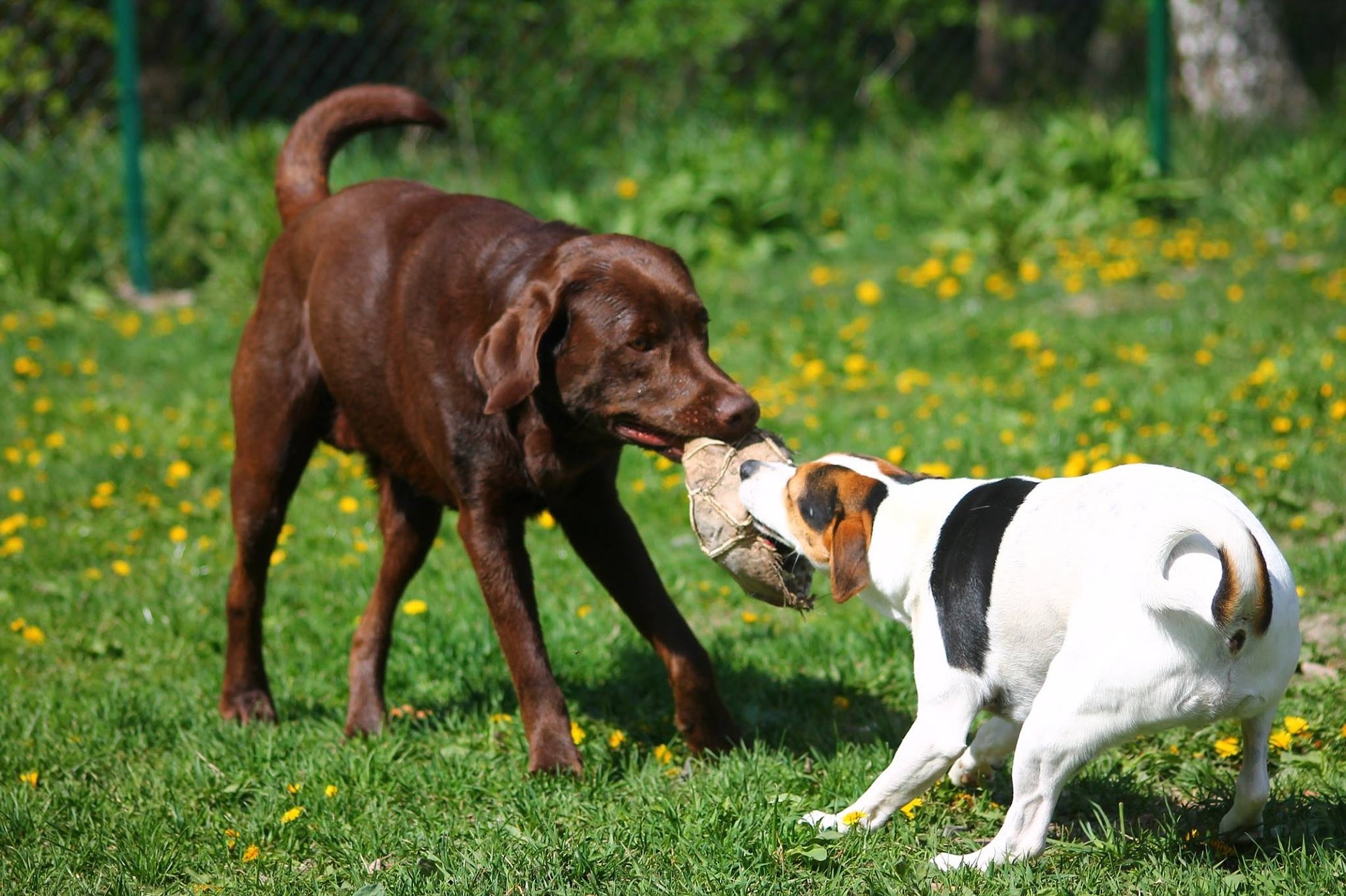 Dog Parks U.S.