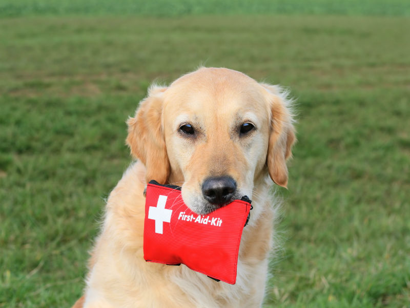 Pet Evacuation & Disaster Preparedness