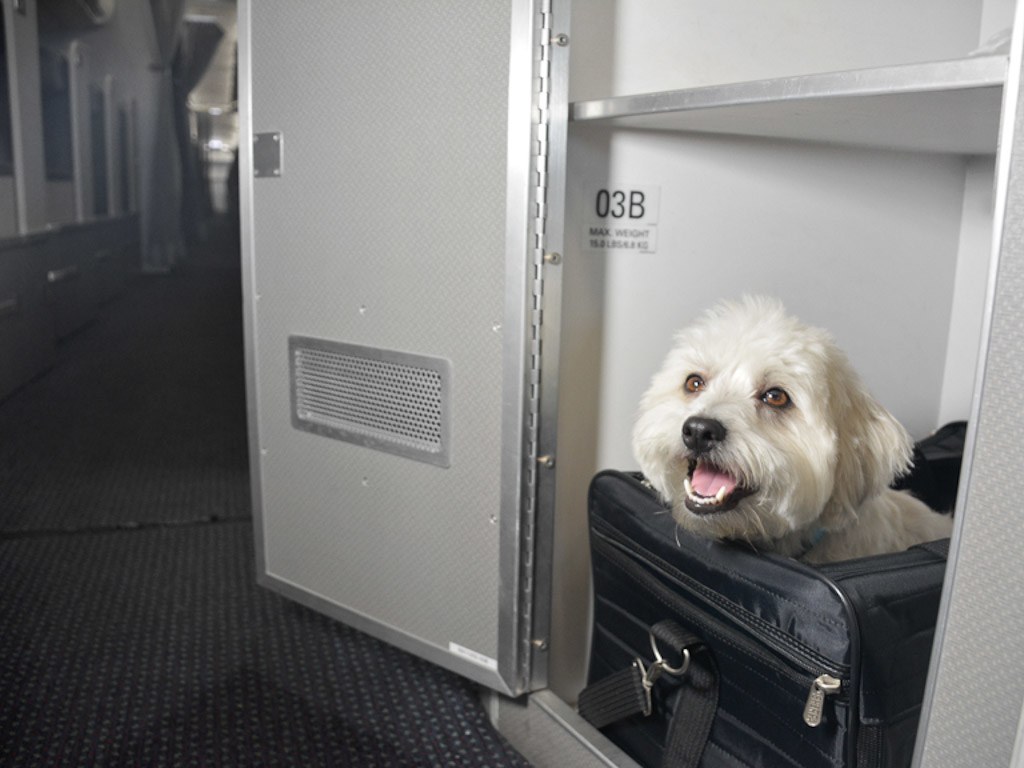 Air Travel with Pets