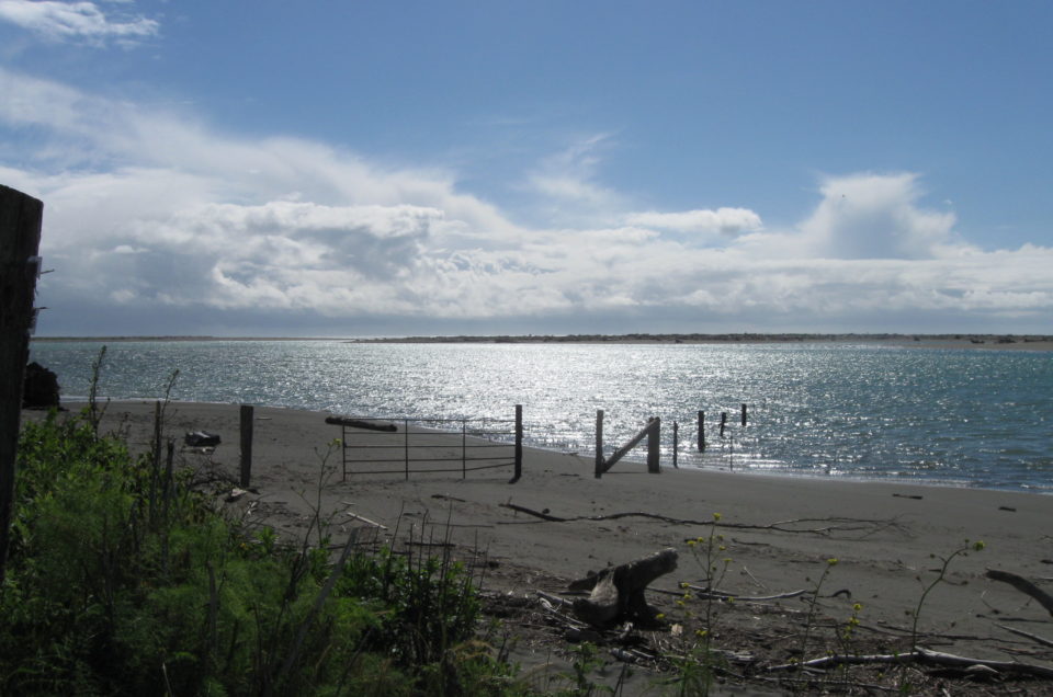 Humboldt County Dog Friendly Beaches