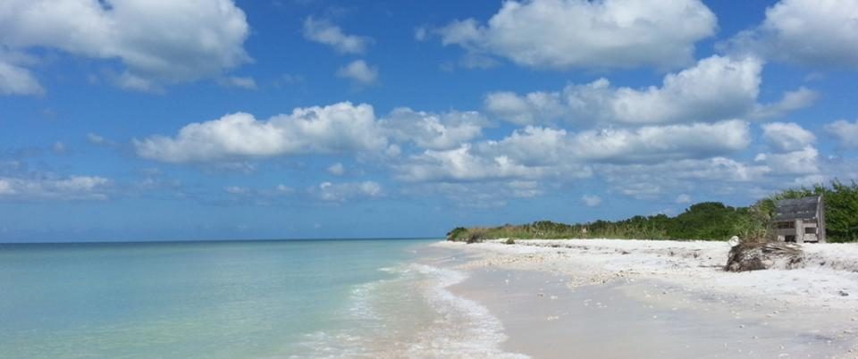 Honeymoon Island State Park Dog Beach – Dunedin, FL
