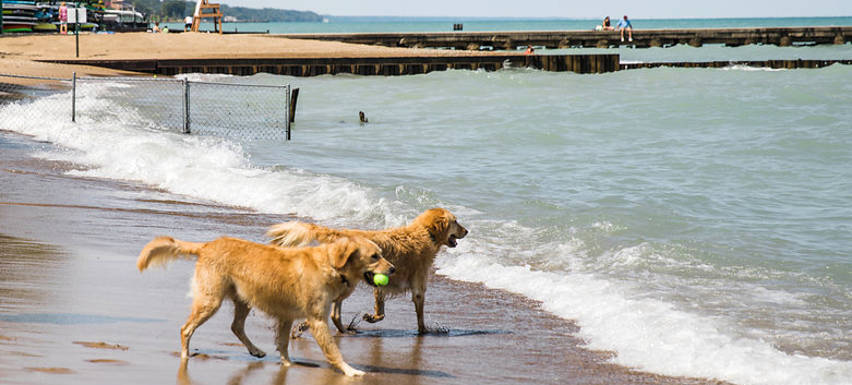 Centennial Dog Beach – Winnetka, IL