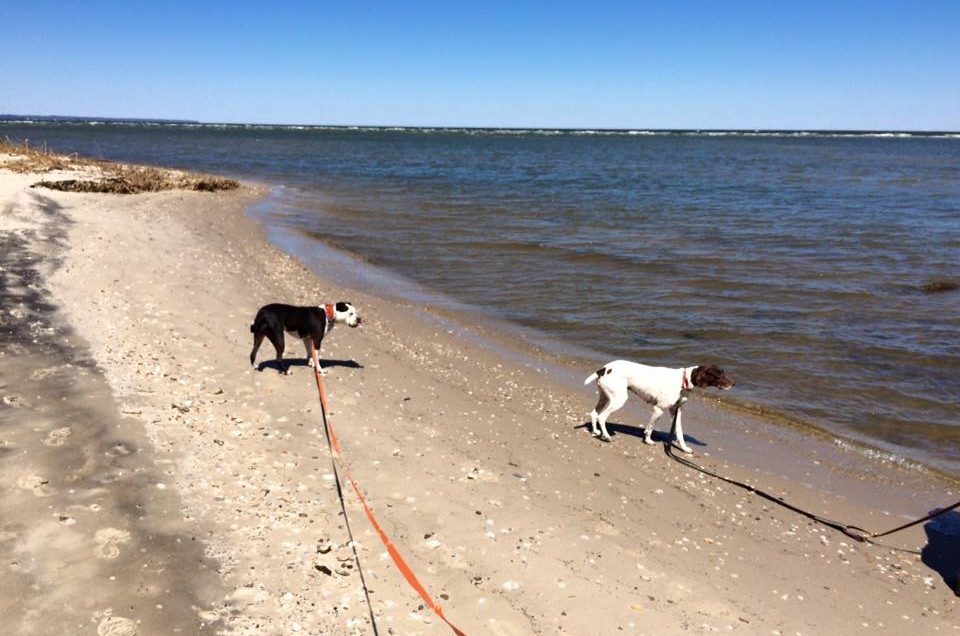 Flag Ponds Nature Park Beach – Lusby, MD