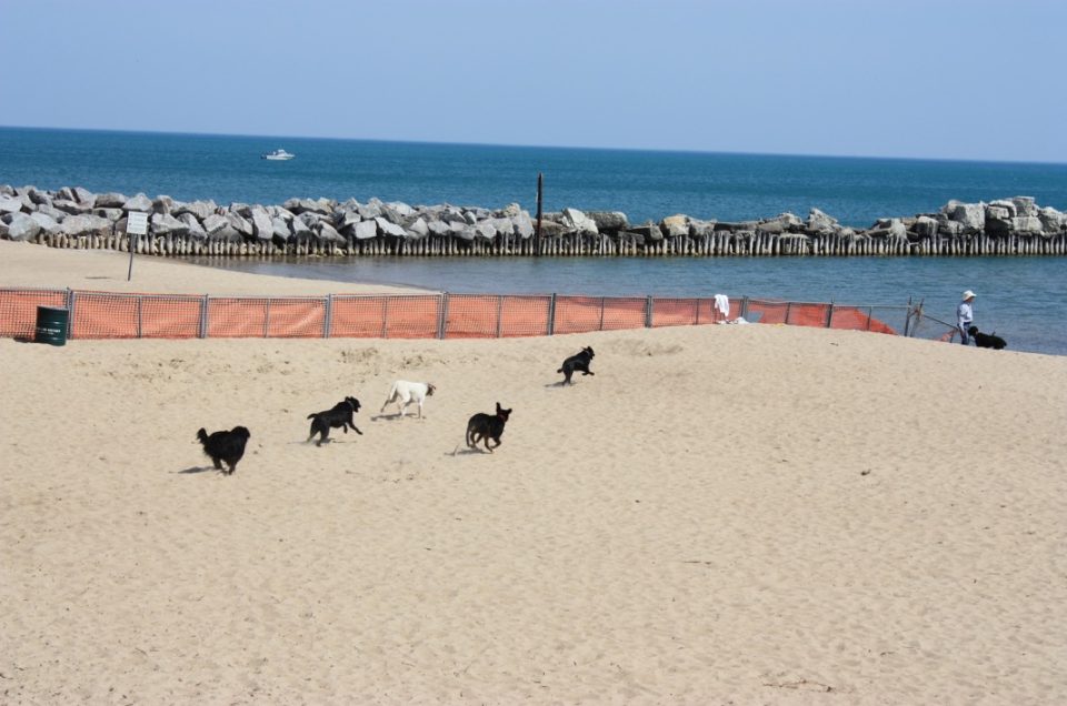 Gillson Dog Beach – Wilmette, IL