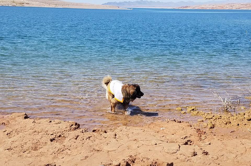 Lake Mead National Recreation Area NV Beaches