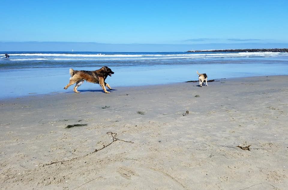 Ocean Beach Dog Beach – San Diego, CA