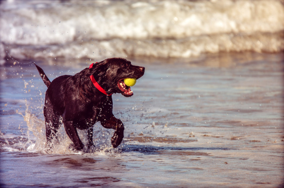 Pismo Beach City Beach – Pismo Beach, CA