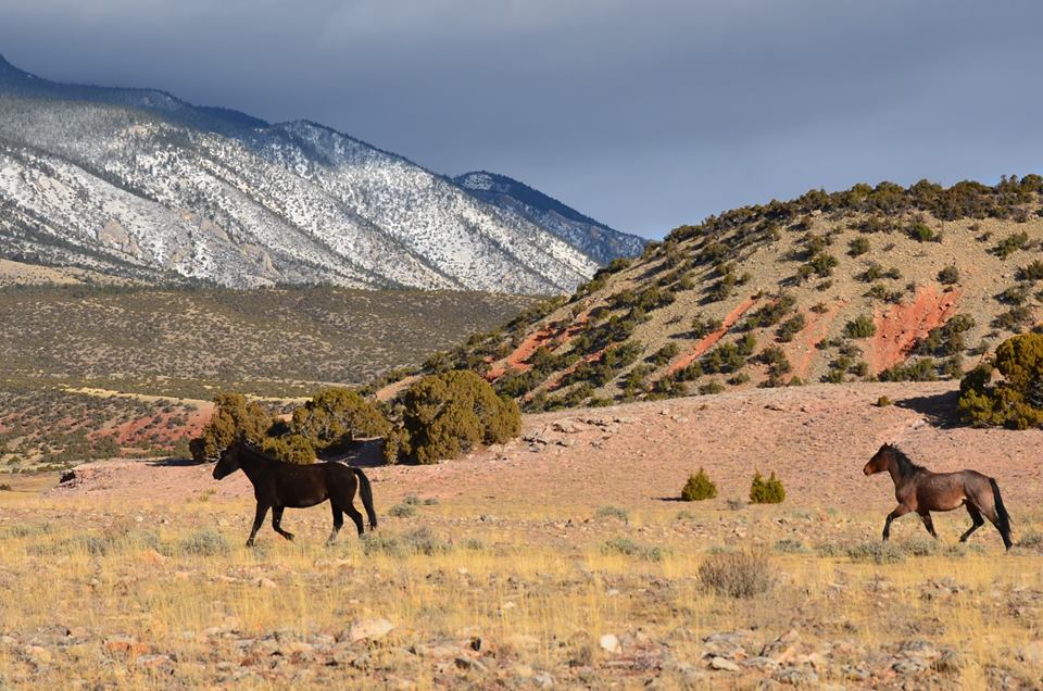 Bighorn Canyon National Recreation Area Pet Policy