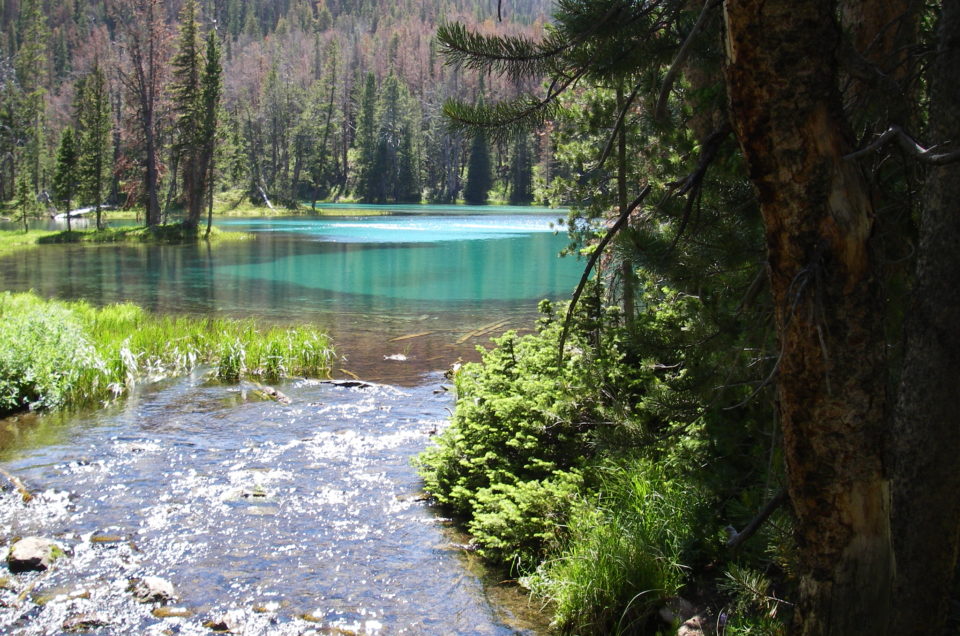 Bridger-Teton National Forest Pet Policy