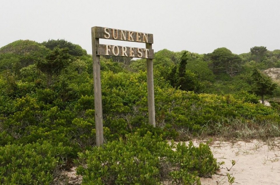 Fire Island National Seashore Pet Policy