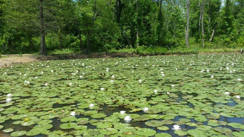 Kenilworth Park & Aquatic Gardens Pet Policy