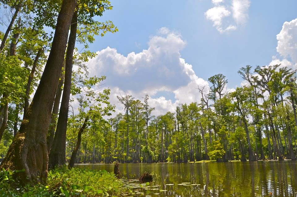 Mississippi State Parks Pet Policy