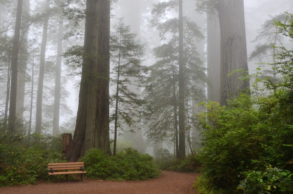 Sequoia National Forest Pet Policy