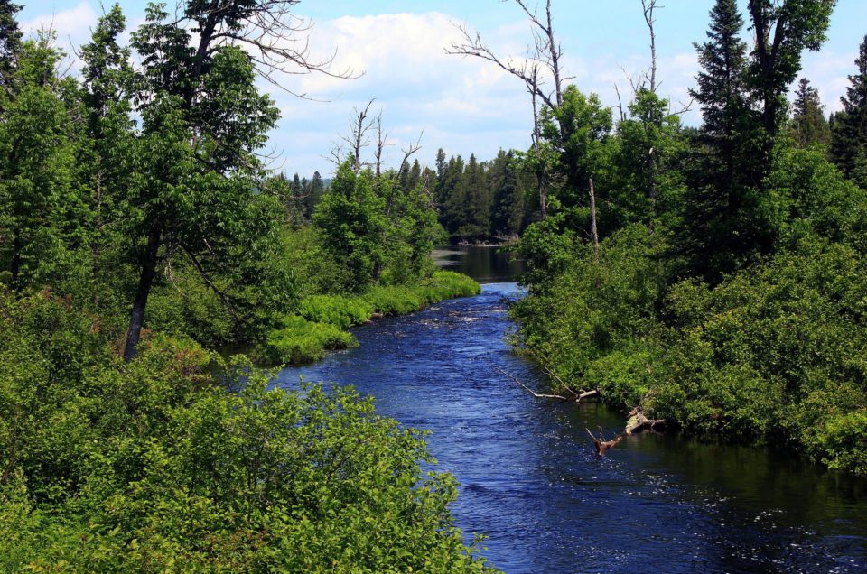 Superior National Forest Pet Policy