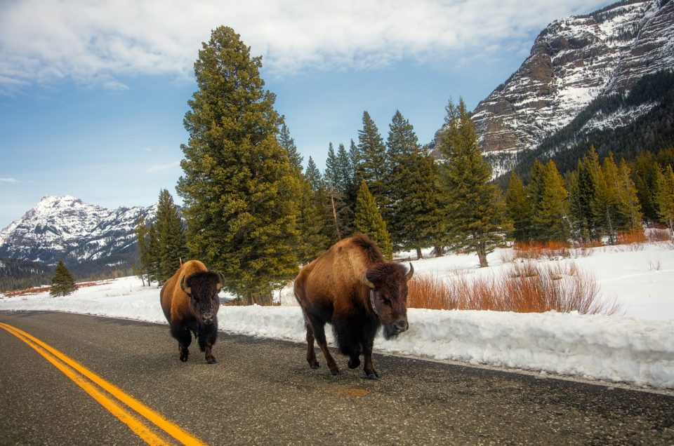 Yellowstone National Park Pet Policy
