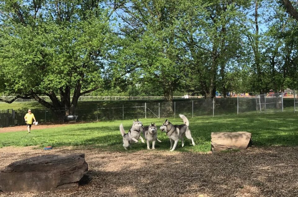 Baltimore County Dog Parks – Maryland