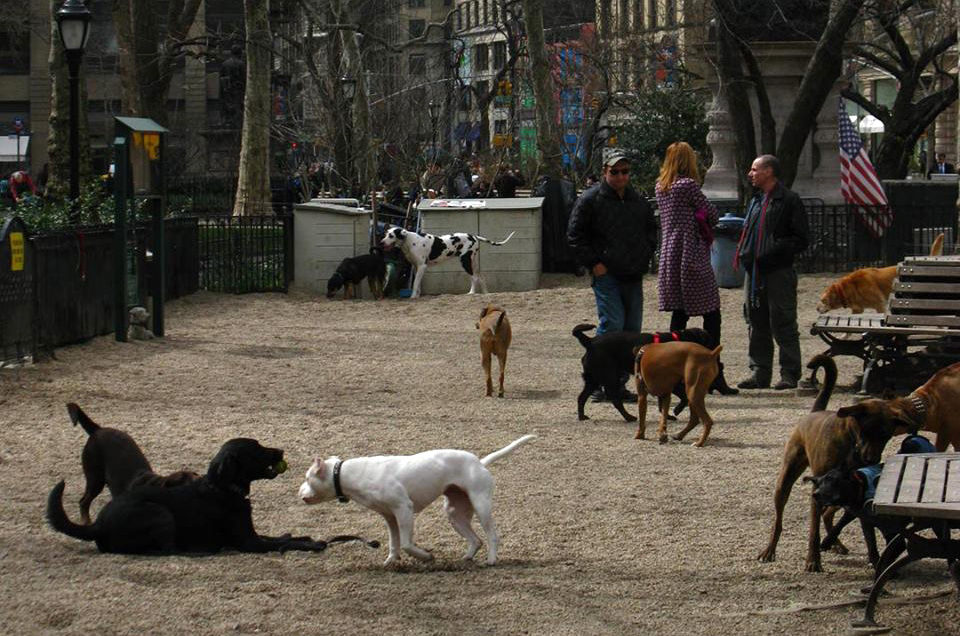 New York: Madison Square Park Dog Run