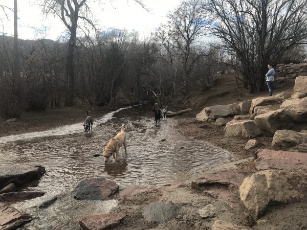 Bear Creek Dog Park – Colorado Springs, CO