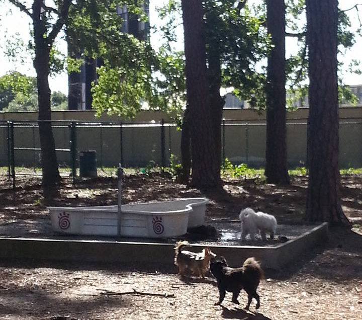 Savannah: Daffin Dog Park
