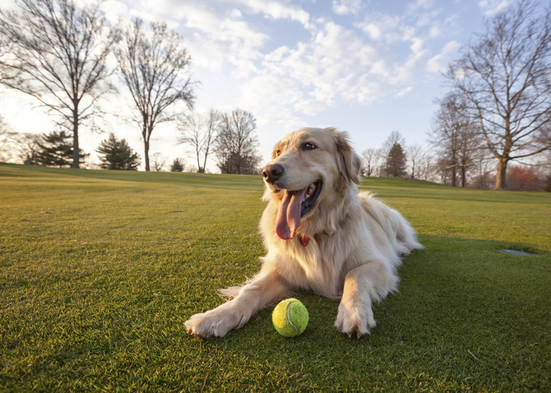 Anne Arundel County: Dog Parks