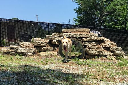 Durham: Dog Parks