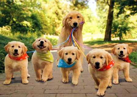 Mountain View Off-Leash Dog Areas – Mountain View, CA