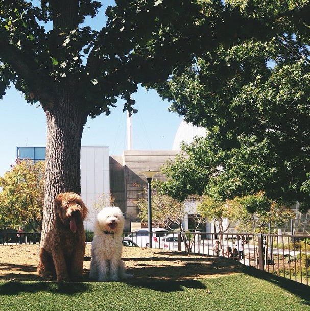 Oklahoma City: Myriad Botanical Gardens Dog Park