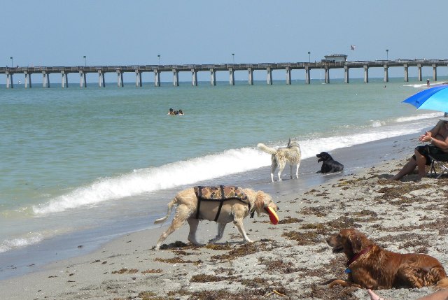 Venice: Paw Park and South Brohard Beach