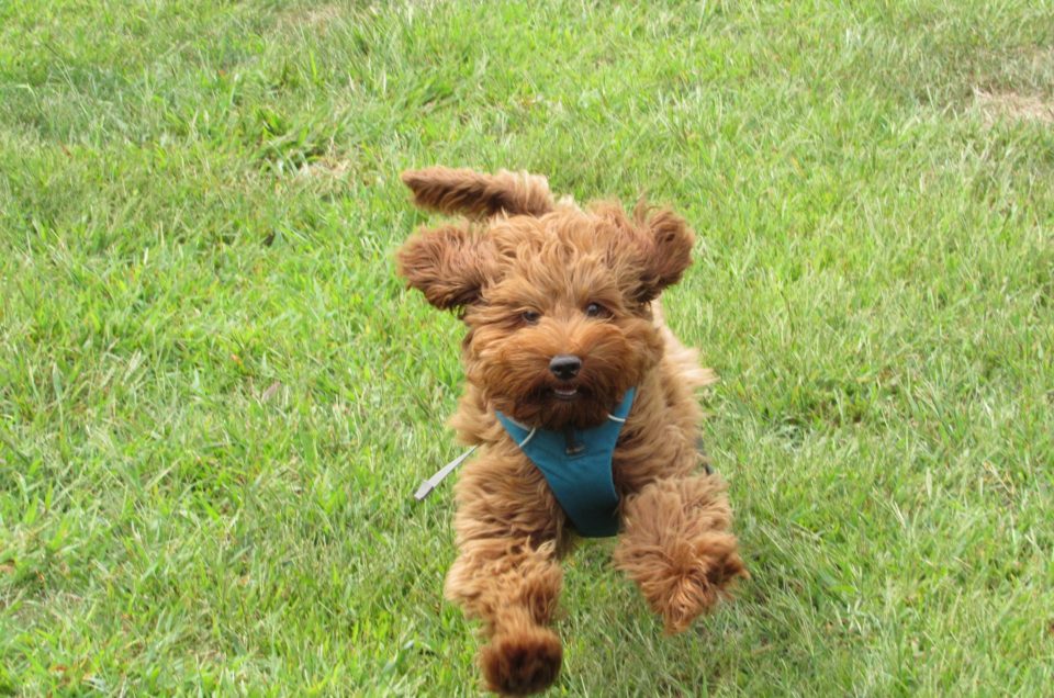 Rocky Hill: Rocky Hill Dog Park