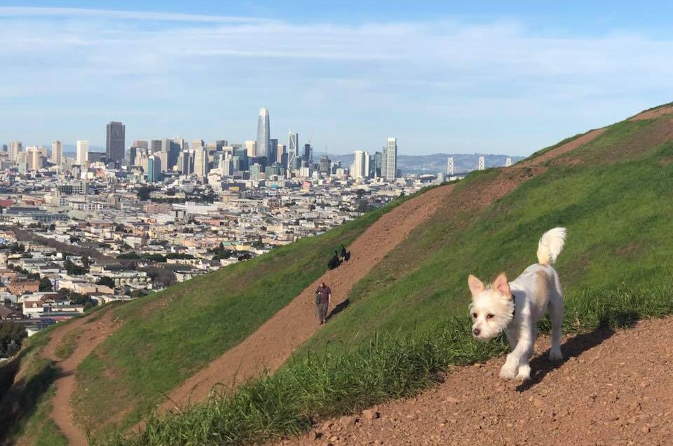 San Francisco Dog Parks – San Francisco, CA