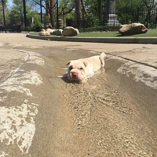 Cincinnati: Washington Park Dog Park