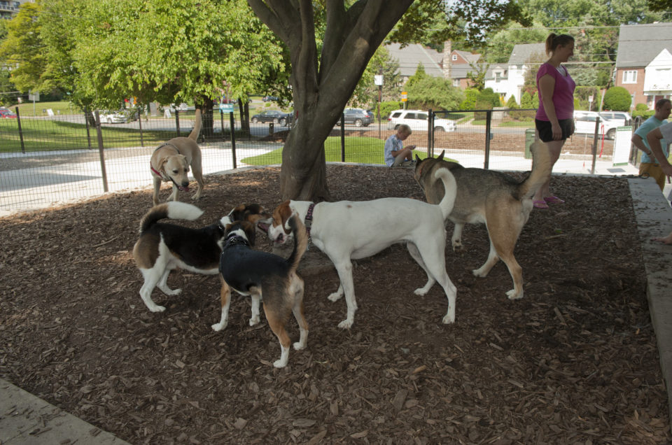 Silver Spring: Ellsworth Urban Dog Park