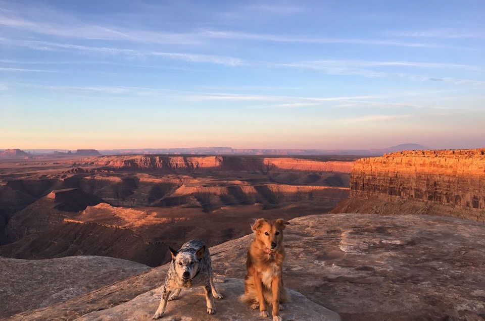 Charlotte: Happy Tails Canine Adventure Tours