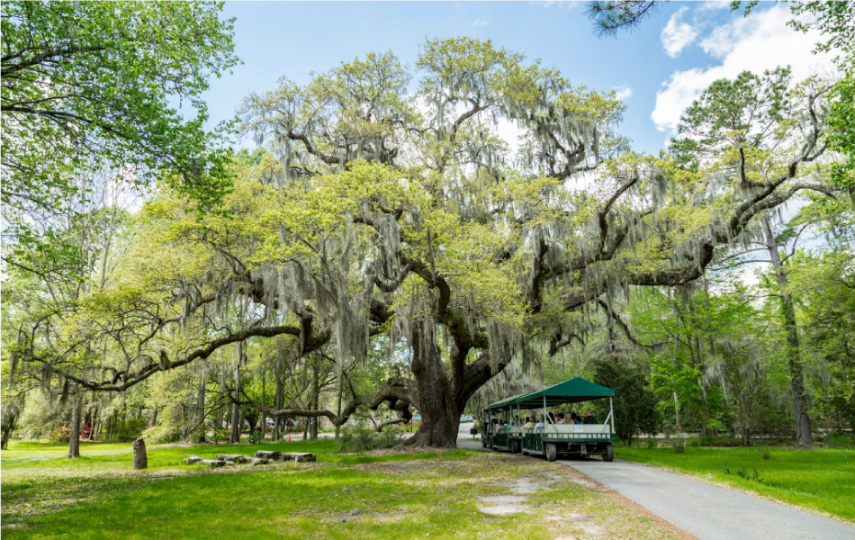 Charleston: Magnolia Plantation & Gardens