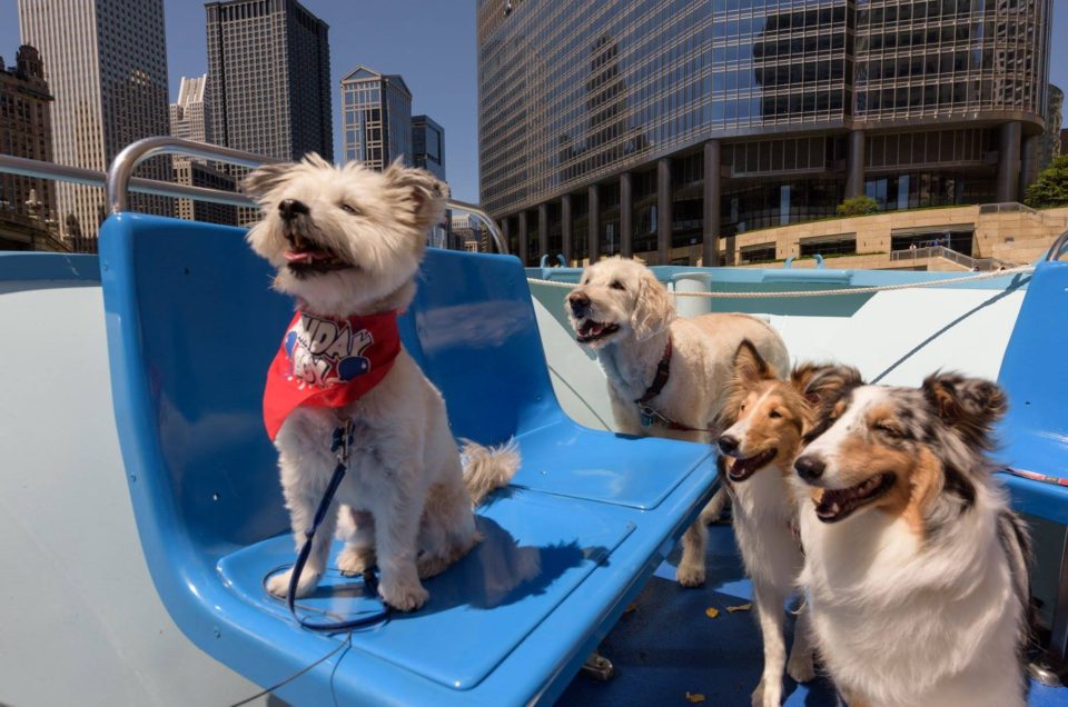 Mercury’s Canine Cruise – Boat Tours