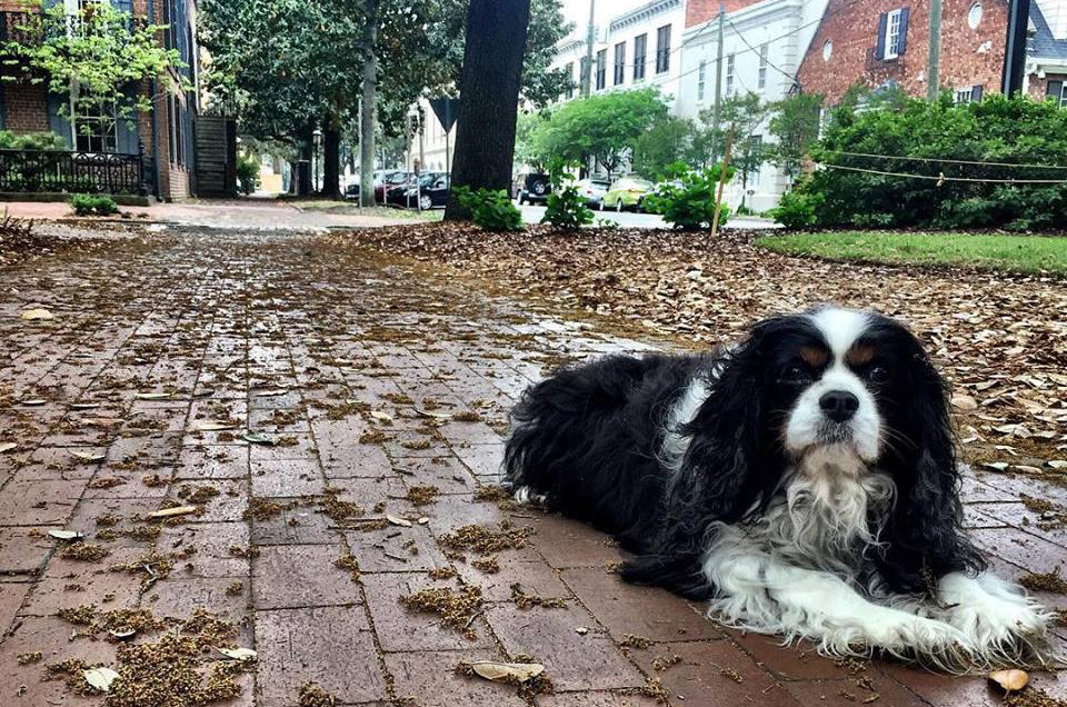 Oliver Bentleys Historic Dog Walk Tour