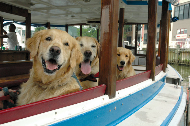 Alexandria: Potomac Riverboat Co. Canine Cruise