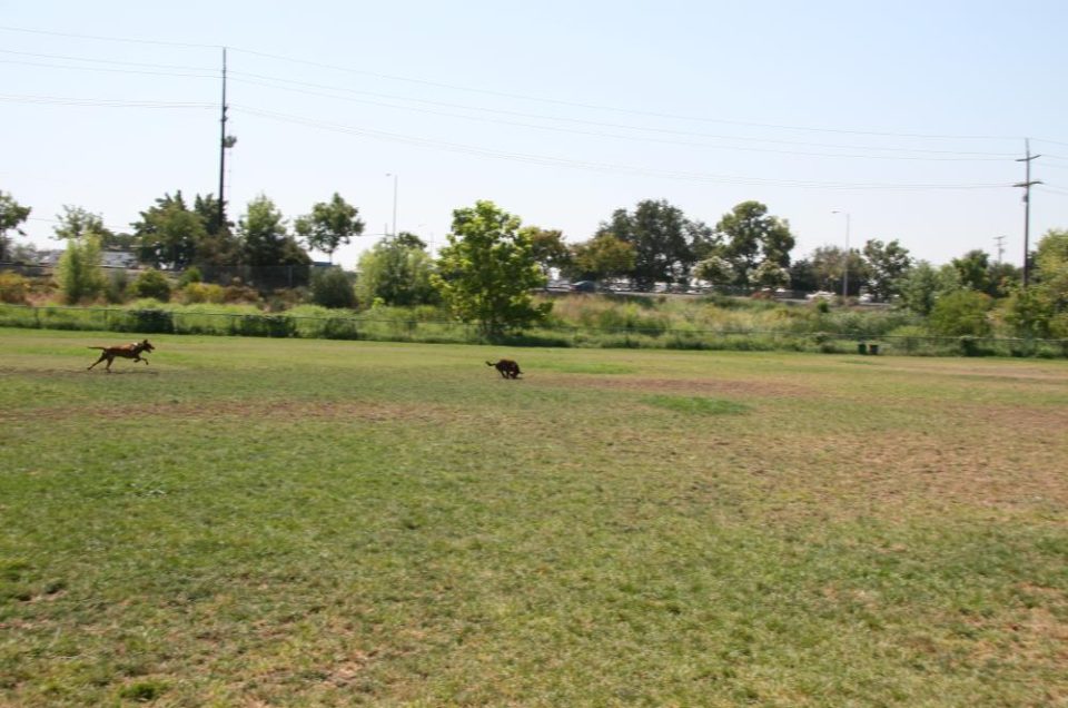 Toad Hollow Dog Park – Davis, CA