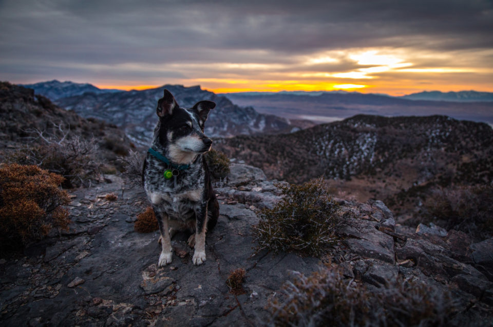 Swasey Mountain WSA Pet Policy