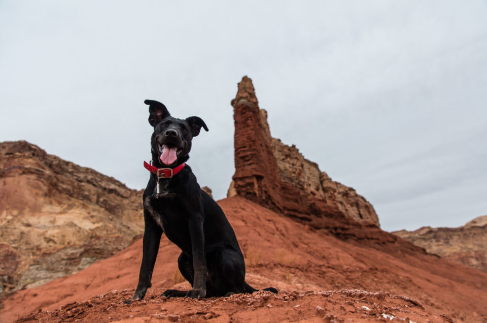 San Rafael Swell Recreation Area Pet Policy