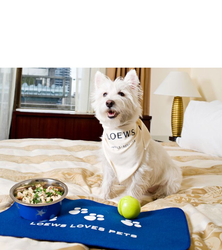Hotel Chains