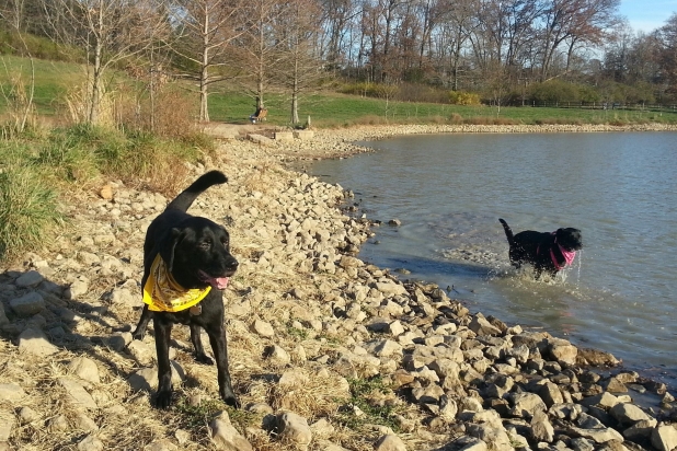 Twin Lakes Recreation Area Dog Parks