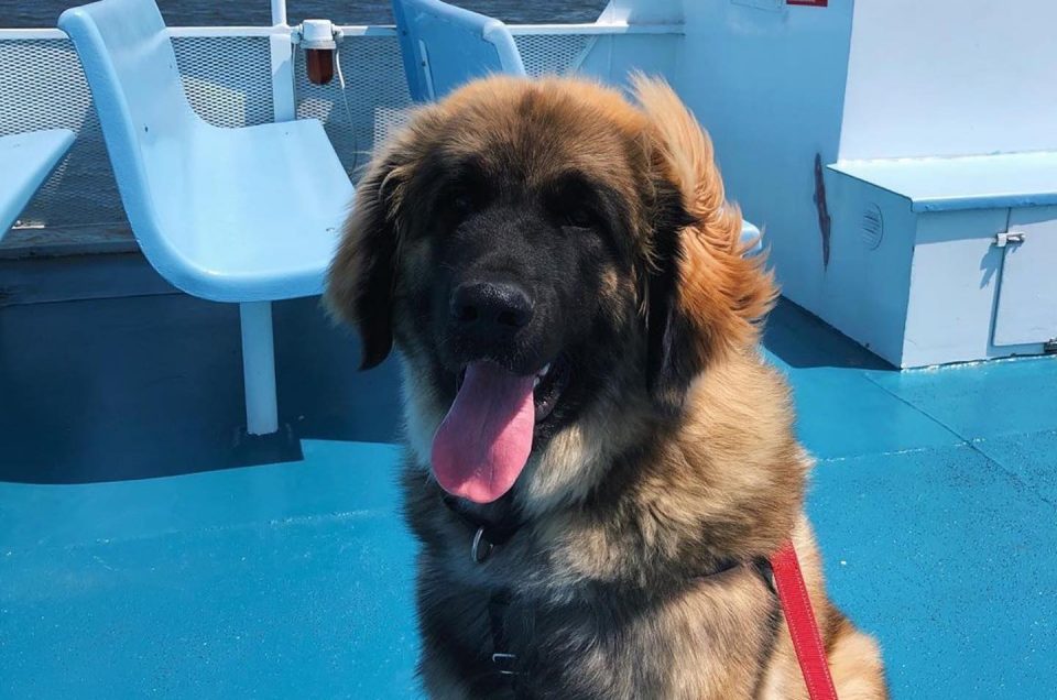 Fire Island Ferries Pet Policy