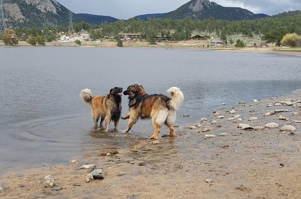 Estes Valley Dog Park – Estes Park, CO