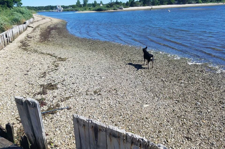 Mud Creek Dog Park – East Patchogue, NY