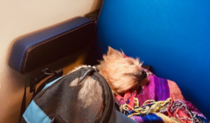 Pet Carrier