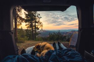 Camping with dogs