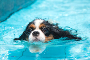 Dog Swim Days 2022
